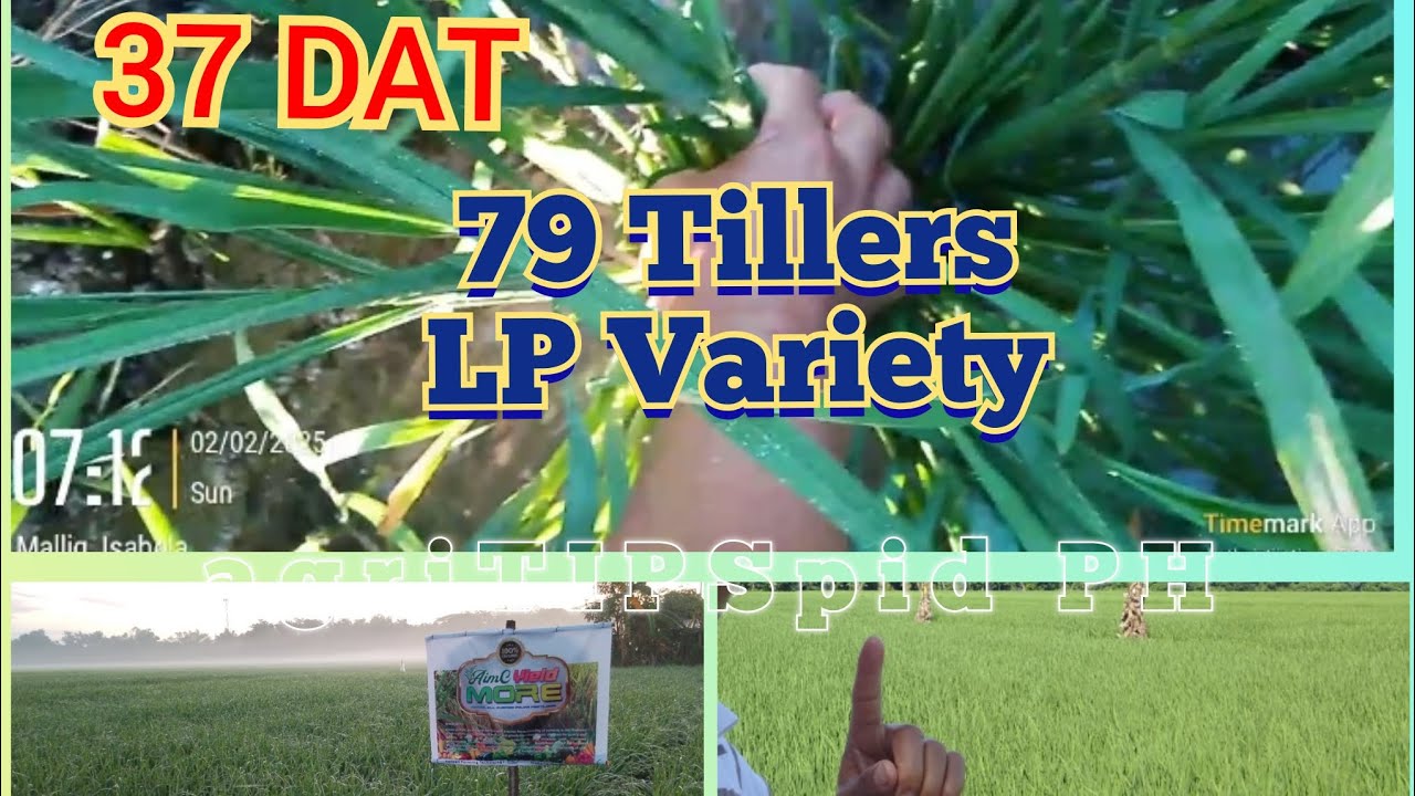 Part1 37 DAT| 79 Tillers/ Suwi/ Gipe  LP Variety| Water Level Monitoring for less Nutrients Losses