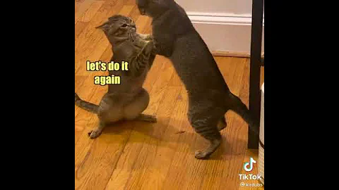 Cats Playing "Cattynip" - Narrated