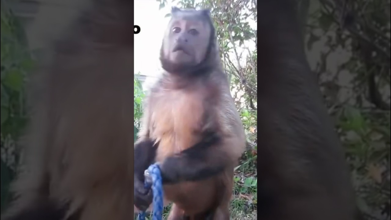 Monkey on the lookout! #monkeys #cute #summertime