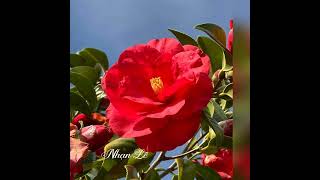 Woman In Love  Botticelli