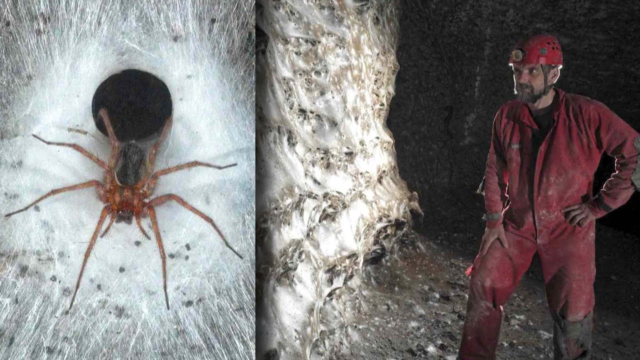 Check Out 'Spider City,' The Largest Spider Web Ever Found