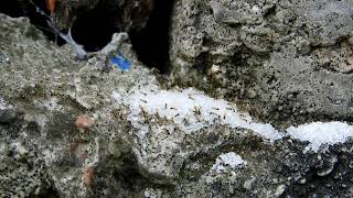 Ants Working Together   Group Work Free Stockage Footage( Ants making bridge, team work)