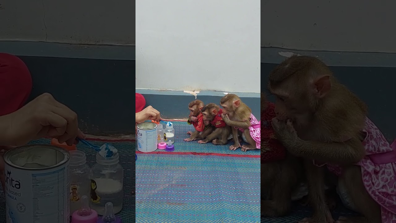 3 Adorable Come Request Milk From Mom They Sit So Beautiful 