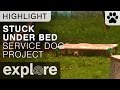 Great Dane Stuck Under Bed - Service Dog Project - Live Cam Highlight