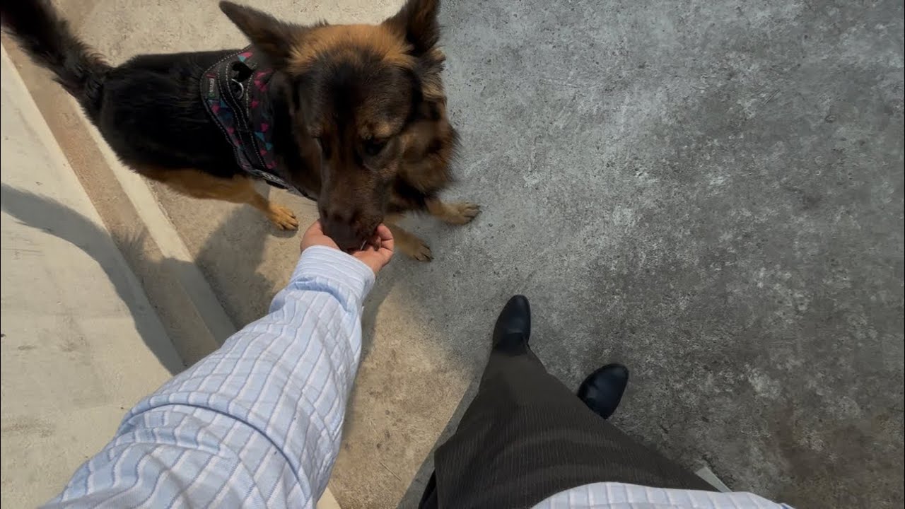 Say Hii to Oscar !!!! Vlog 10 | Paonta Sahib | 