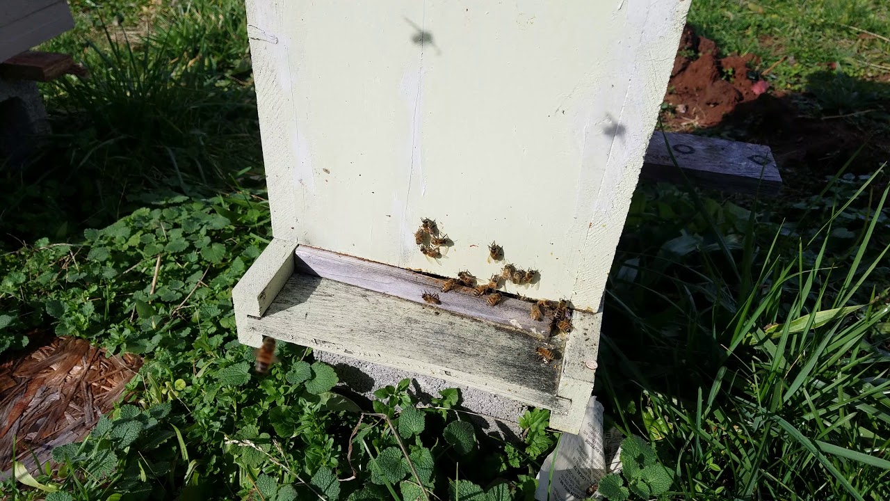 Why do honey bees fly in the wintertime? YouTube