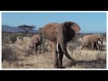 SAMBURU ELEPHANTS LARSENS CAMP 2009 SAMBURU ELEPHANTS LARSENS CAMP 2009