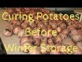 Curing Potatoes before winter storage