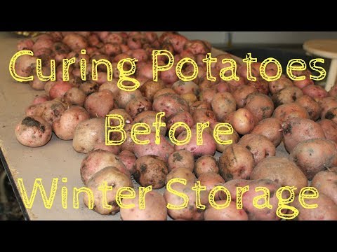 Video: Musí se brambory sklízet před mrazem?
