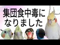 鳥の集団食中毒❗食の安全をお約束ください@bellwo5963