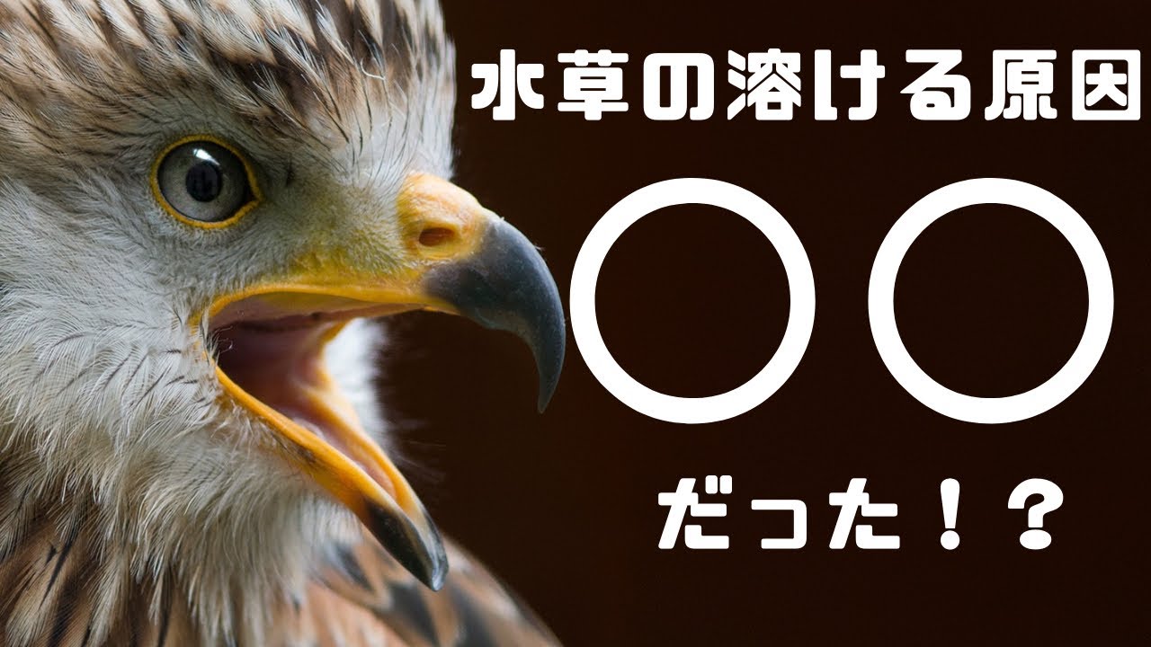 のせいで水草が溶ける その対処と予防とは Youtube