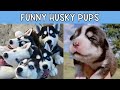 Cute Husky Puppies | Best TikTok Compilation