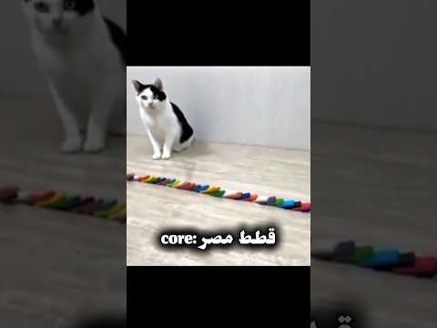 قطط مصر  ايه يا صاوي قطط مصر فادي عضلات أم جاسر ضحك    