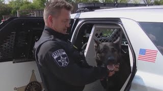 Dax, Lake County Sheriff K9 injured while capturing suspect, retires