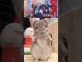 🐹🦷💕#chinchilla #チンチラ #cherishmylove