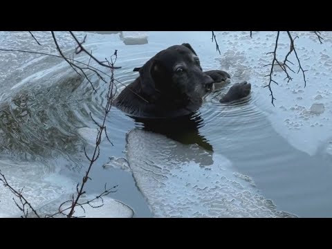 Dog rescued from frozen lake in Suffolk - YouTube