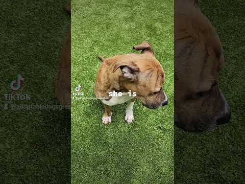 Video: Viikon kelvollinen koira - Balto
