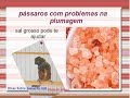 os benefícios do sal rosa do himalaia ou sal grosso. para pássaros com problemas nas penas