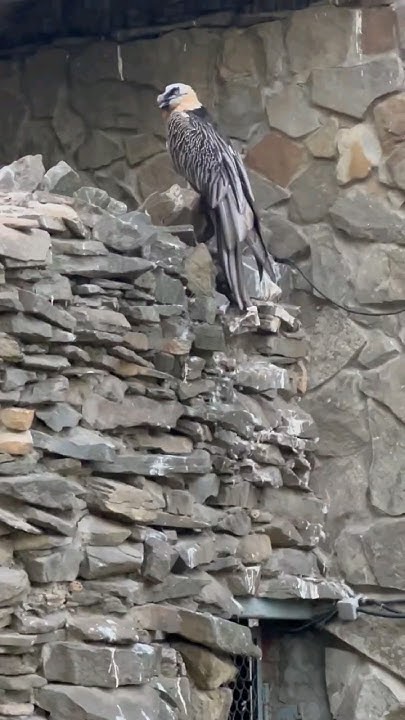 Птичка снесла яичко - YouTube