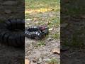 🐍➡️🤖 Mind-Blowing Snake to Robot Transformation! Watch Till End! #snake #shorts #trending