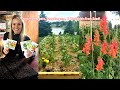 How to Start &amp; Grow Peppers, Snapdragons, &amp; Marigolds From Seed + Seed Starting Basics for Beginners