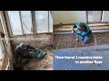 We saved more old floorboards… Then found 2 massive holes in another floor