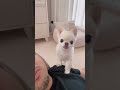 しゃべる犬うにちゃん。 #shorts #チワワ #talkingdog #癒し #日常
