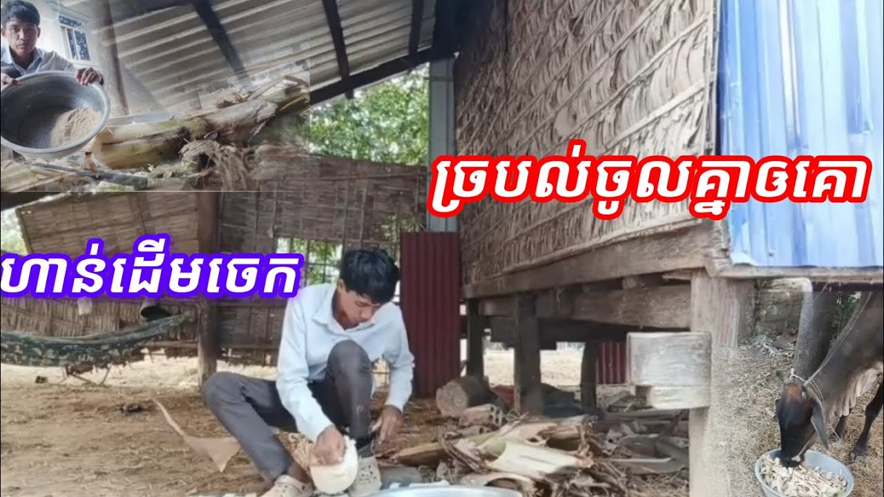 ហាន់ដើមចេកច្របល់ ចូលគ្នាឲគោពិសាមា៉ឆ្ងាញ់