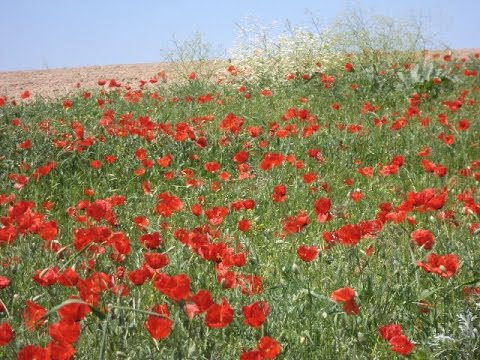 Арт-экспедиция в предгорье Тянь-Шаня, май 2015г.