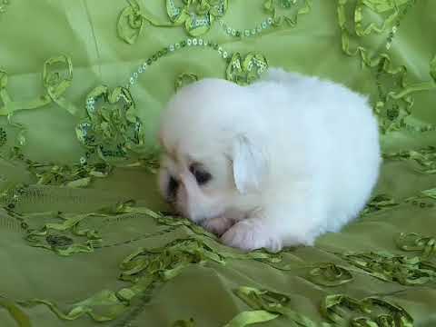 hoobly pekingese