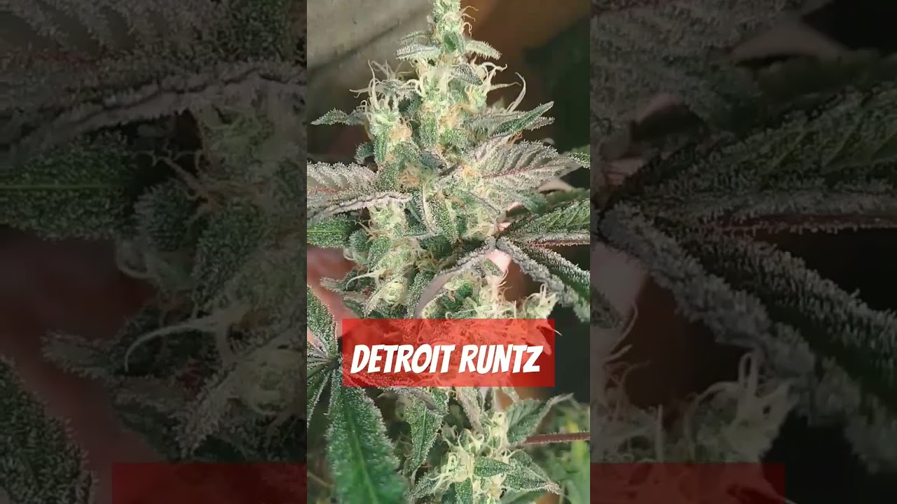 DETROIT RUNTZ UPDATE