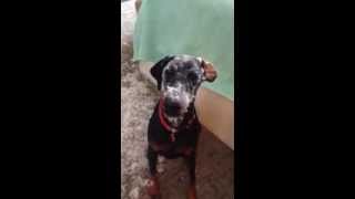 Even Veterinarians Have Puppy Problems