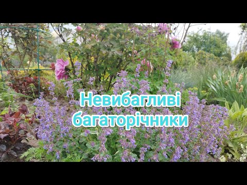 🌿Невибагливі, малодоглядні багаторічники
