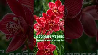 #музыкальныеоткрытки #доброеутро хорошего дня и отличного настроения #