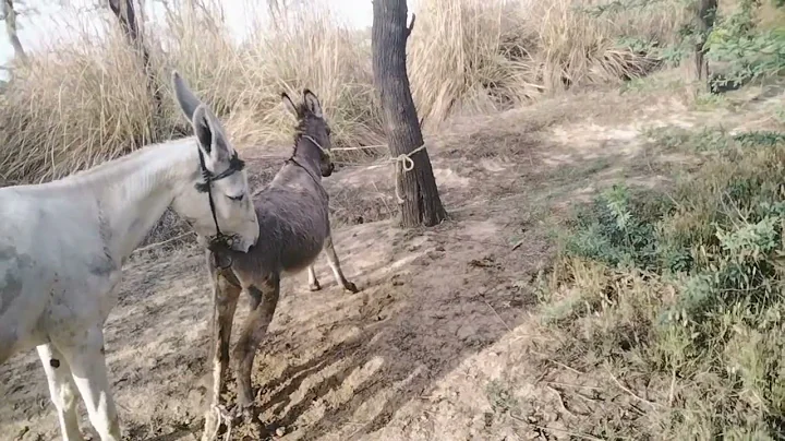 kohi Ваговози.Жеребець на Паpoвку.Привезли лошицю з Бачача.kohI Tepнопільщин 2024donkey