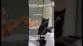 This Cat Broke the Internet 😂🐱 | Funniest Cat Moments Compilation #cutepets #catblogger #catplay