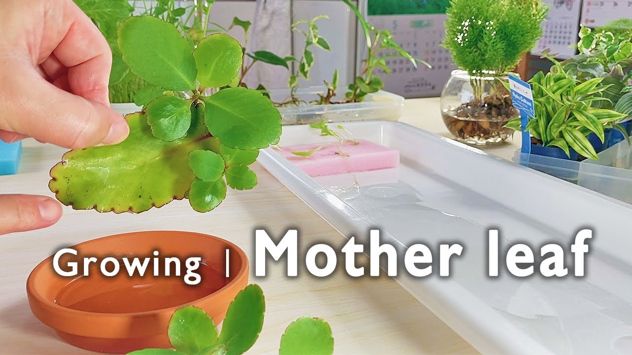 水耕栽培 増殖中のマザーリーフ キレイな植え替え方 Mother Leaf Youtube