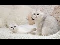 Cat JOY meets his wife BONBON first time | Cute & Romantic furry friends AWE