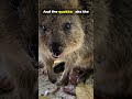 Animals With Besties, Names & Smiles #nature #animals #youtubeshorts #youtube #yt #ytshort