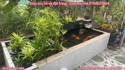 Hồ Cá Koi 1,8 Khối Đẹp - Lọc 4 Ngăn Trồng Cây Thuỷ Sinh Nước Trong Vắt.Hồ Của Anh Phúc Ở Cần Thơ.