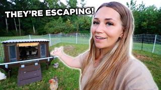 Our Chickens Keep Escaping! | Backyard Chicken Problems on the Homestead