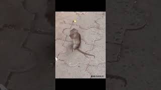 Mouse clapping #mouse #clapping #shorts #vinayaka #ganesha