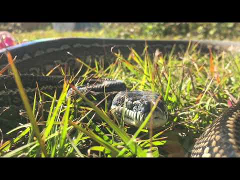 Snake hissing.
