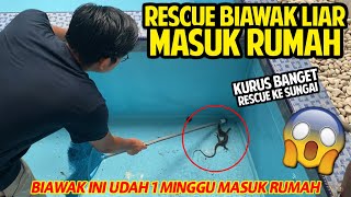 RESCUE BIAWAK MASUK RUMAH! UDAH SEMINGGU SAMPAI KURUS BANGET! KITA SELAMATKAN KE SUNGAI!