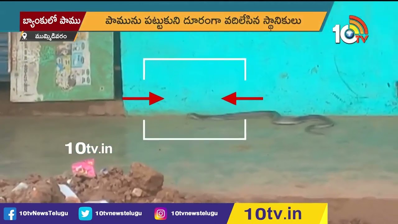 బ్యాంక్‌లో చొరబడిన తాచుపాము | Snake Hulchul in Bank at Mummidivaram | Ambedkar konaseema District