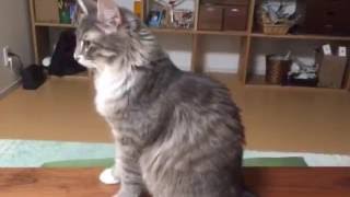 1番良い場所を陣取る猫 ノルウェージャンフォレストキャット Cat, sit in the No. 1 good location. Norwegian Forest Cat.