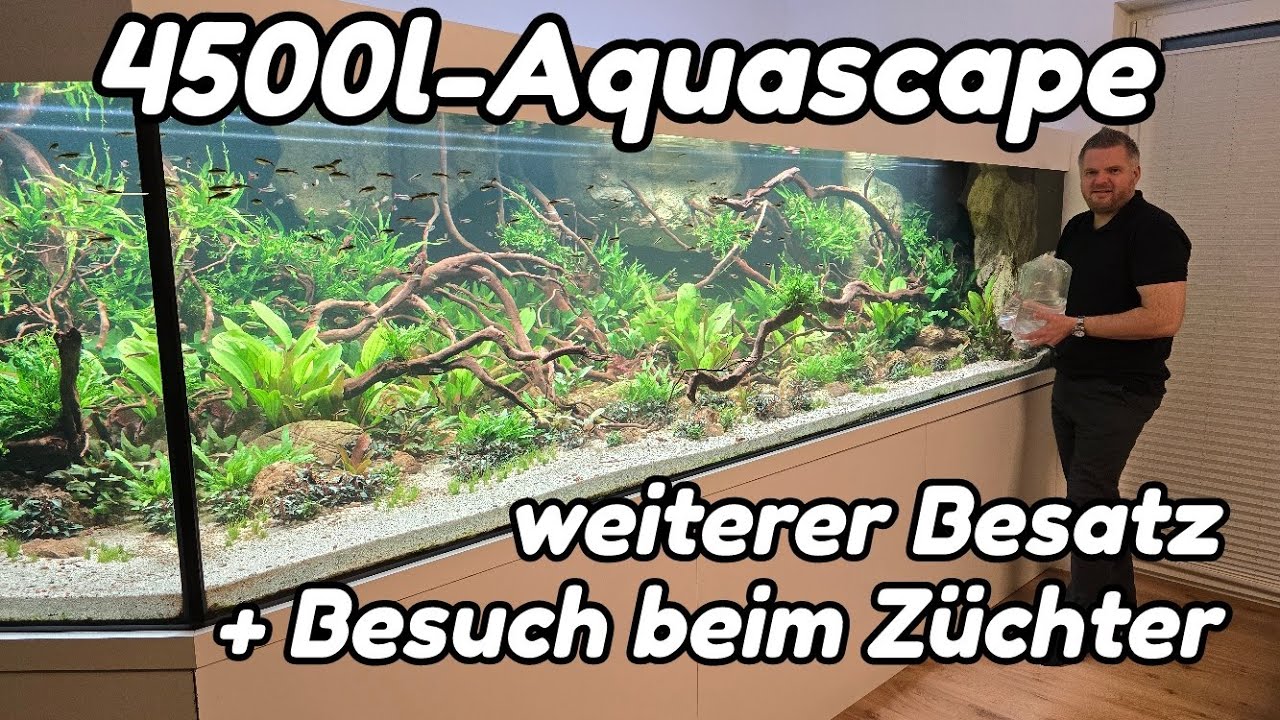 XXL-Aquascape - Besatz mit Panzerwelsen (CW111) von M M Welsonkel