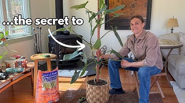 Great Potting Soil - The Difference between Thriving and Failing Plants