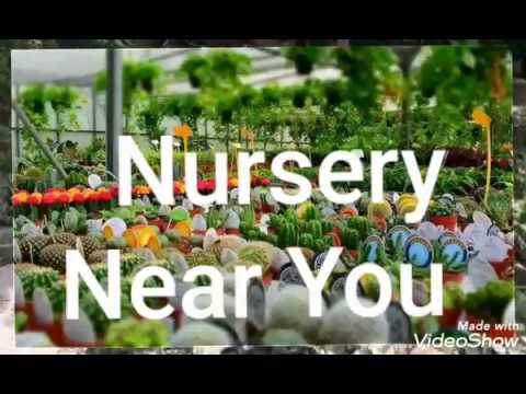 Calloway's Nursery - Dallas - Fort Worth - Texas