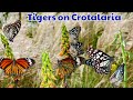 Tiger Butterflies on Crotalaria | Striped Tiger and Blue Tiger Butterfly feeding on Crotalaria
